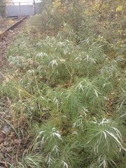 Artemisia umbrosa