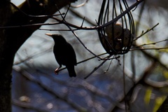 Sturnus vulgaris