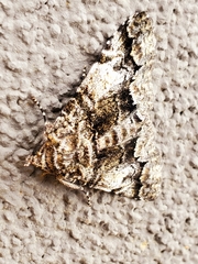 Metria amella