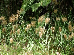 Miscanthus nepalensis