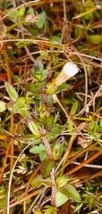 Gratiola sexdentata