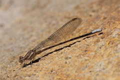 Argia munda