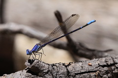 Argia munda