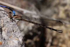 Argia munda