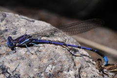 Argia munda