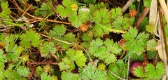 Hydrocotyle microphylla