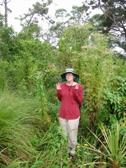Senecio bipinnatisectus