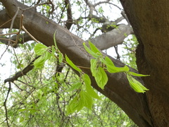 Celtis caucasica