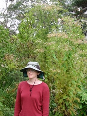 Senecio bipinnatisectus