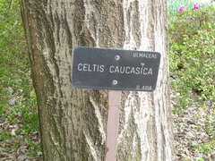 Celtis caucasica