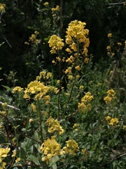 Diplotaxis virgata