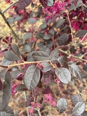 Loropetalum chinense