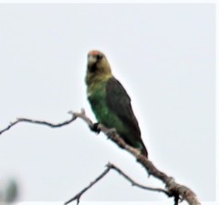 Poicephalus robustus