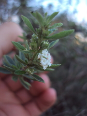 Lippia turbinata