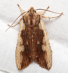 Lithophane hemina