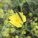 Cistus calycinus - Photo (c) Sara Fonseca, some rights reserved (CC BY-NC), uploaded by Sara Fonseca