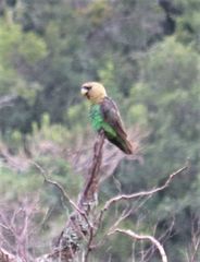 Poicephalus robustus