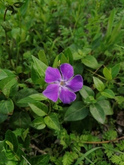 Vinca major