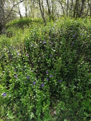 Vinca major