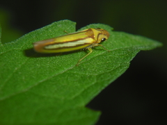 Graphocephala lucasii