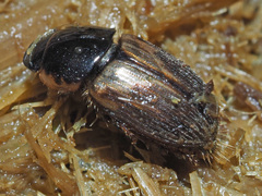 Melinopterus prodromus