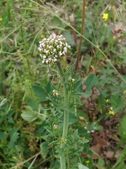 Centranthus calcitrapae