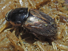 Melinopterus prodromus