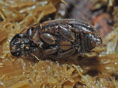 Melinopterus prodromus