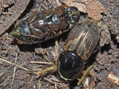 Melinopterus prodromus