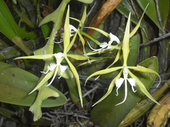 Epidendrum ciliare