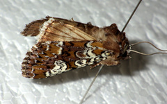 Crypsedra gemmea