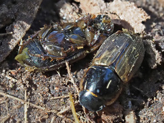 Melinopterus prodromus
