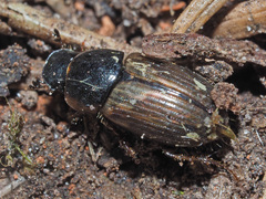 Melinopterus prodromus