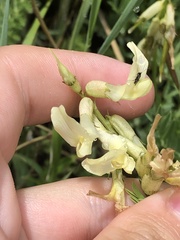 Astragalus scopulorum