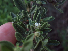 Lippia turbinata