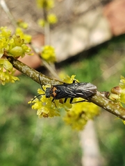 Dolerus unicolor