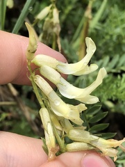 Astragalus scopulorum