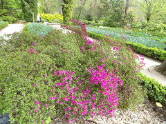 Rhododendron × amoenum