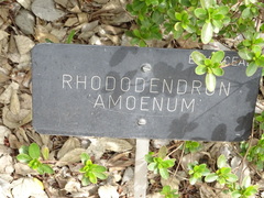 Rhododendron × amoenum