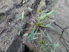 Sagittaria sagittifolia