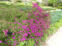 Rhododendron × amoenum