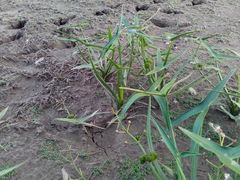 Sagittaria sagittifolia