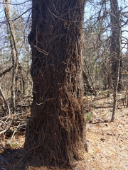 Toxicodendron radicans