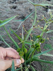 Sagittaria sagittifolia
