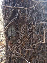 Toxicodendron radicans