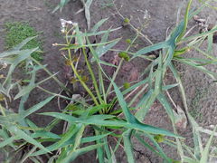 Sagittaria sagittifolia