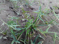 Sagittaria sagittifolia