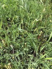 Astragalus scopulorum