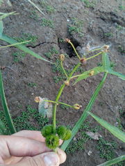 Sagittaria sagittifolia