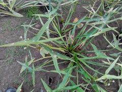 Sagittaria sagittifolia